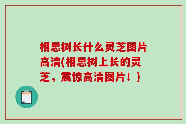 相思树长什么灵芝图片高清(相思树上长的灵芝，震惊高清图片！)