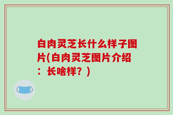 白肉灵芝长什么样子图片(白肉灵芝图片介绍：长啥样？)