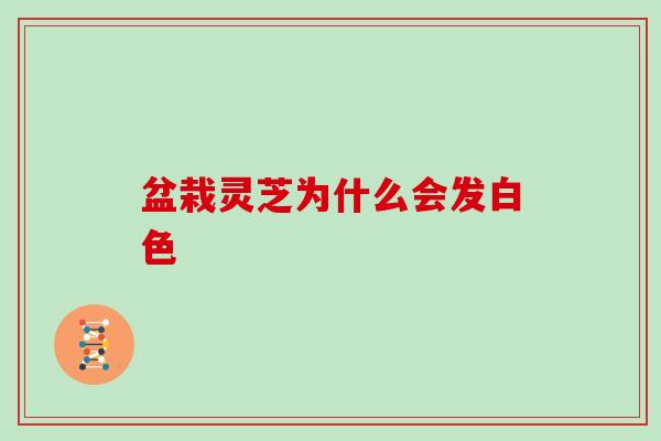 盆栽灵芝为什么会发白色