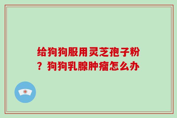 给狗狗服用灵芝孢子粉？狗狗乳腺怎么办