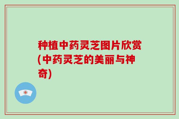 种植灵芝图片欣赏(灵芝的美丽与神奇)