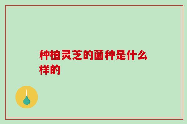 种植灵芝的菌种是什么样的