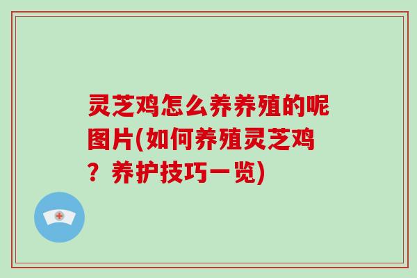 灵芝鸡怎么养养殖的呢图片(如何养殖灵芝鸡？养护技巧一览)
