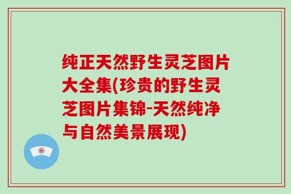 纯正天然野生灵芝图片大全集(珍贵的野生灵芝图片集锦-天然纯净与自然美景展现)