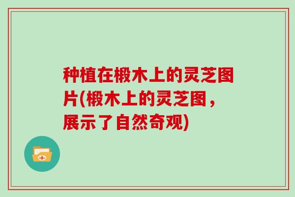 种植在椴木上的灵芝图片(椴木上的灵芝图，展示了自然奇观)