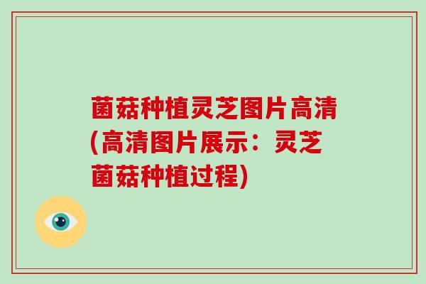 菌菇种植灵芝图片高清(高清图片展示：灵芝菌菇种植过程)
