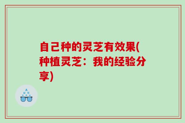 自己种的灵芝有效果(种植灵芝：我的经验分享)