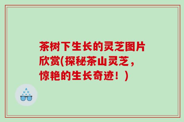 茶树下生长的灵芝图片欣赏(探秘茶山灵芝，惊艳的生长奇迹！)