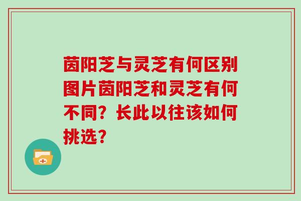 茵阳芝与灵芝有何区别图片茵阳芝和灵芝有何不同？长此以往该如何挑选？