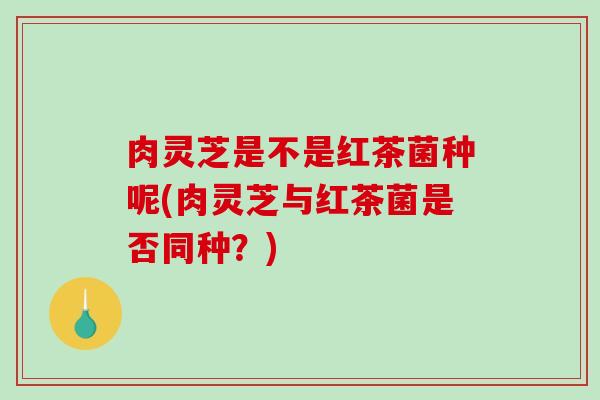 肉灵芝是不是红茶菌种呢(肉灵芝与红茶菌是否同种？)