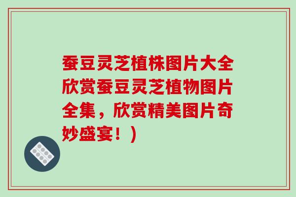蚕豆灵芝植株图片大全欣赏蚕豆灵芝植物图片全集，欣赏精美图片奇妙盛宴！)