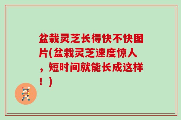 盆栽灵芝长得快不快图片(盆栽灵芝速度惊人，短时间就能长成这样！)