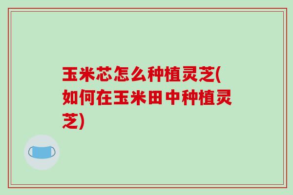 玉米芯怎么种植灵芝(如何在玉米田中种植灵芝)