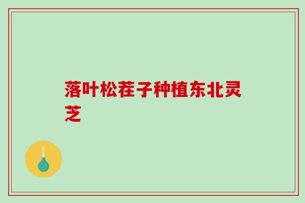 落叶松茬子种植东北灵芝