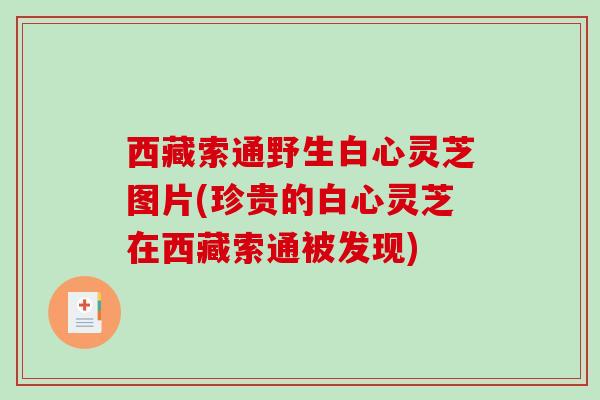 西藏索通野生白心灵芝图片(珍贵的白心灵芝在西藏索通被发现)