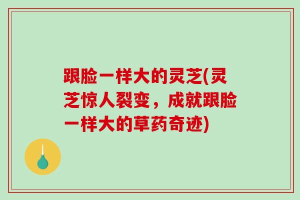跟脸一样大的灵芝(灵芝惊人裂变，成就跟脸一样大的草药奇迹)