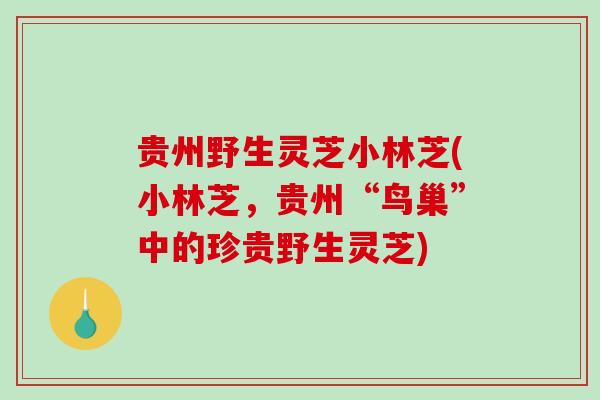 贵州野生灵芝小林芝(小林芝，贵州“鸟巢”中的珍贵野生灵芝)