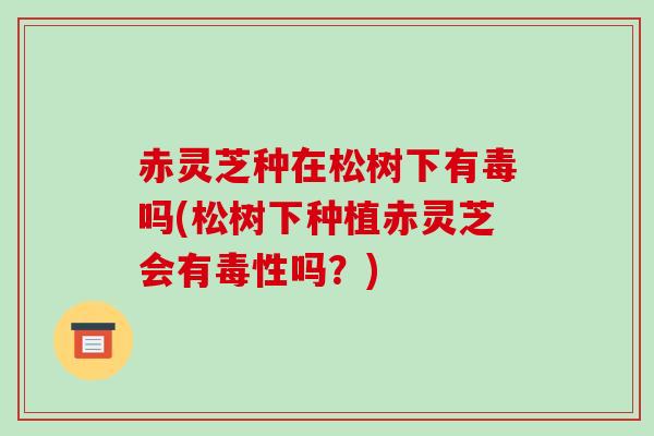 赤灵芝种在松树下有毒吗(松树下种植赤灵芝会有毒性吗？)