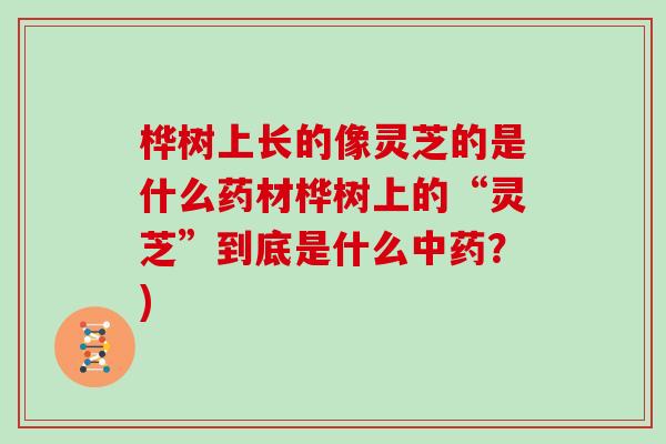 桦树上长的像灵芝的是什么药材桦树上的“灵芝”到底是什么？)