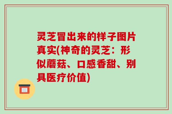 灵芝冒出来的样子图片真实(神奇的灵芝：形似蘑菇、口感香甜、别具医疗价值)