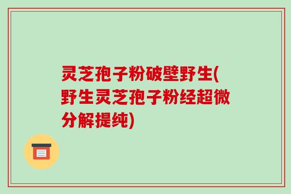 灵芝孢子粉破壁野生(野生灵芝孢子粉经超微分解提纯)