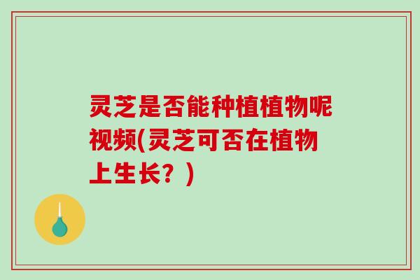 灵芝是否能种植植物呢视频(灵芝可否在植物上生长？)