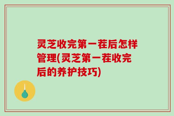 灵芝收完第一茬后怎样管理(灵芝第一茬收完后的养护技巧)