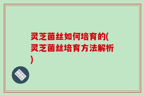 灵芝菌丝如何培育的(灵芝菌丝培育方法解析)