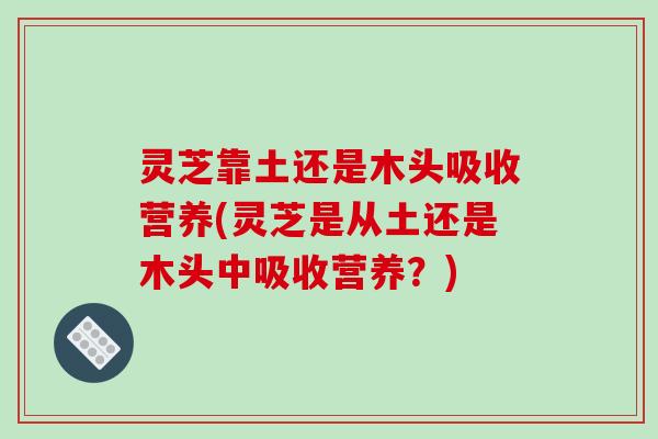 灵芝靠土还是木头吸收营养(灵芝是从土还是木头中吸收营养？)
