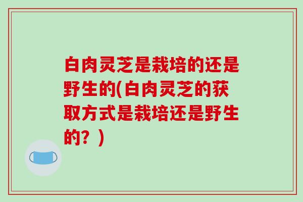 白肉灵芝是栽培的还是野生的(白肉灵芝的获取方式是栽培还是野生的？)