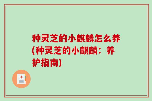 种灵芝的小麒麟怎么养(种灵芝的小麒麟：养护指南)