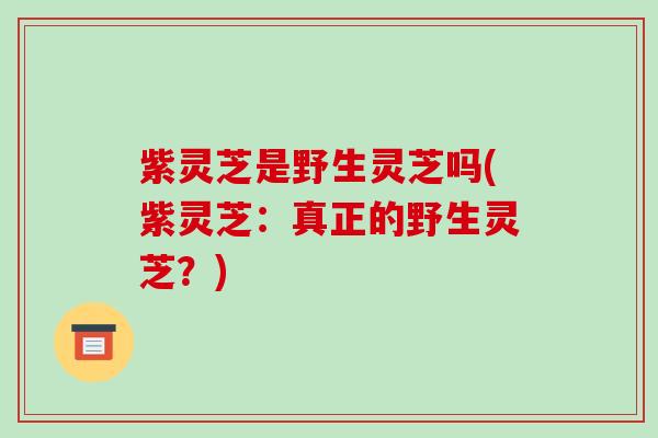 紫灵芝是野生灵芝吗(紫灵芝：真正的野生灵芝？)