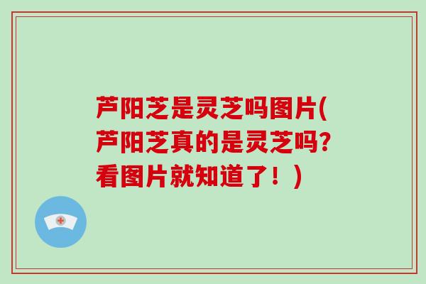 芦阳芝是灵芝吗图片(芦阳芝真的是灵芝吗？看图片就知道了！)