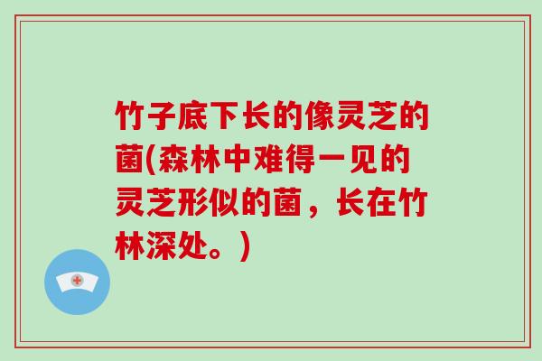 竹子底下长的像灵芝的菌(森林中难得一见的灵芝形似的菌，长在竹林深处。)
