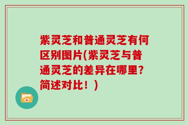 紫灵芝和普通灵芝有何区别图片(紫灵芝与普通灵芝的差异在哪里？简述对比！)