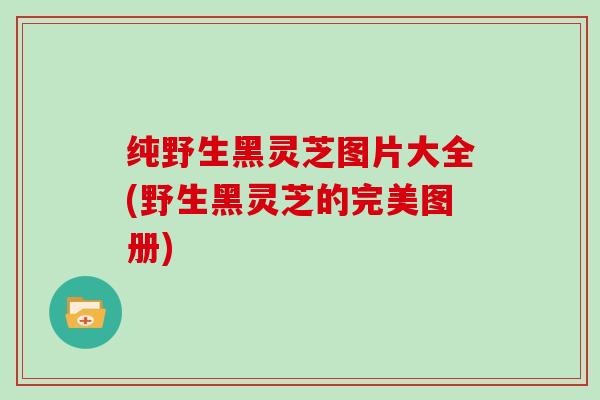 纯野生黑灵芝图片大全(野生黑灵芝的完美图册)