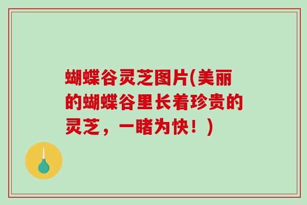 蝴蝶谷灵芝图片(美丽的蝴蝶谷里长着珍贵的灵芝，一睹为快！)