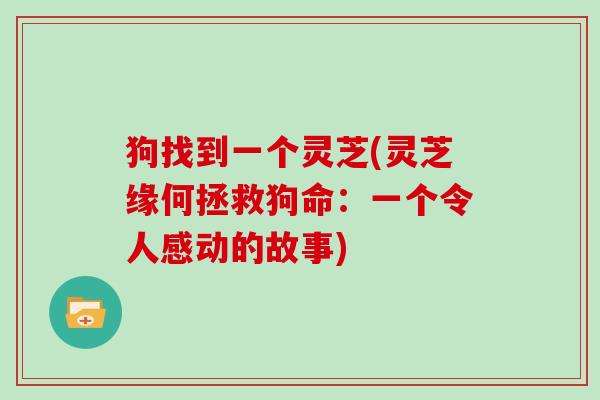 狗找到一个灵芝(灵芝缘何拯救狗命：一个令人感动的故事)