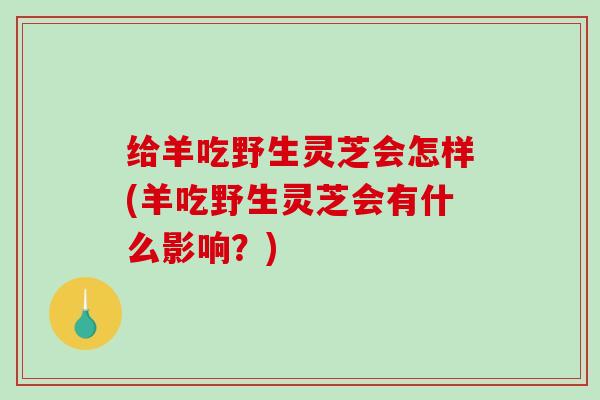 给羊吃野生灵芝会怎样(羊吃野生灵芝会有什么影响？)