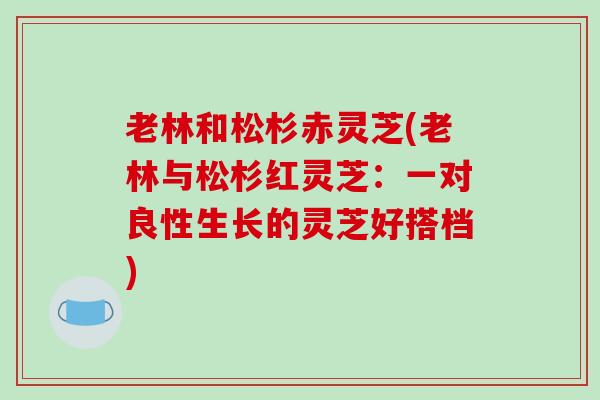 老林和松杉赤灵芝(老林与松杉红灵芝：一对良性生长的灵芝好搭档)