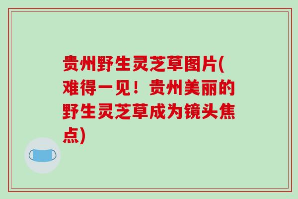 贵州野生灵芝草图片(难得一见！贵州美丽的野生灵芝草成为镜头焦点)