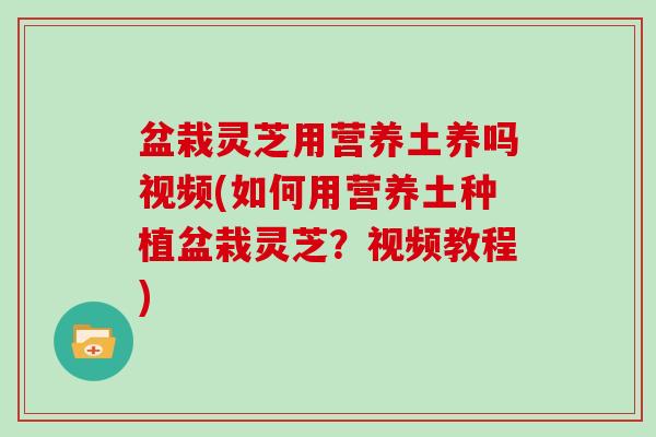 盆栽灵芝用营养土养吗视频(如何用营养土种植盆栽灵芝？视频教程)