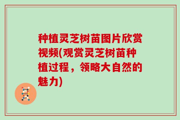种植灵芝树苗图片欣赏视频(观赏灵芝树苗种植过程，领略大自然的魅力)
