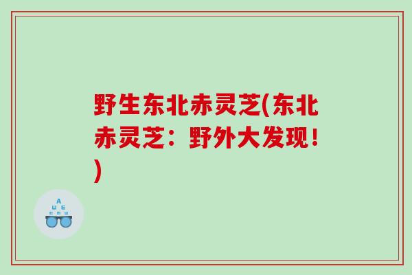 野生东北赤灵芝(东北赤灵芝：野外大发现！)