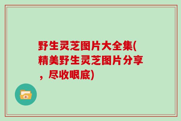 野生灵芝图片大全集(精美野生灵芝图片分享，尽收眼底)