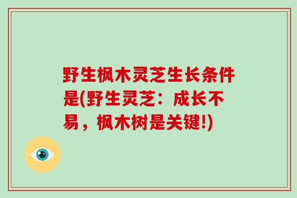 野生枫木灵芝生长条件是(野生灵芝：成长不易，枫木树是关键!)