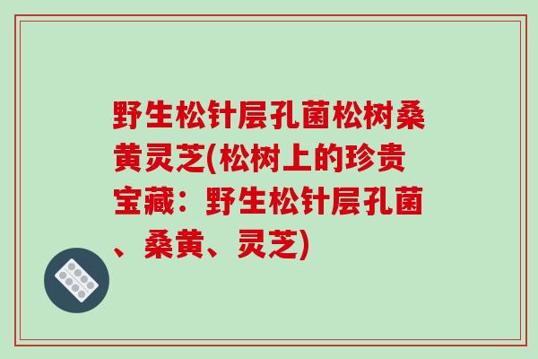 野生松针层孔菌松树桑黄灵芝(松树上的珍贵宝藏：野生松针层孔菌、桑黄、灵芝)