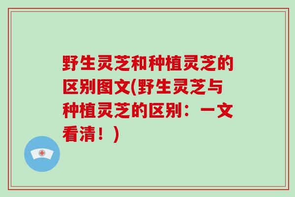 野生灵芝和种植灵芝的区别图文(野生灵芝与种植灵芝的区别：一文看清！)