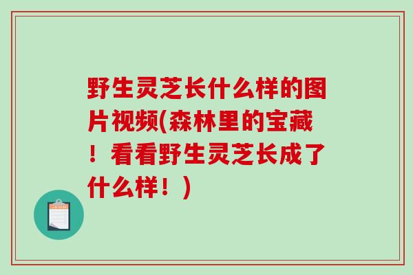 野生灵芝长什么样的图片视频(森林里的宝藏！看看野生灵芝长成了什么样！)