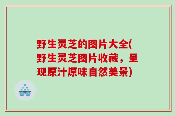 野生灵芝的图片大全(野生灵芝图片收藏，呈现原汁原味自然美景)